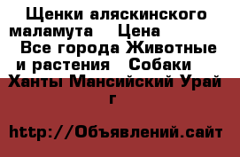 Щенки аляскинского маламута  › Цена ­ 15 000 - Все города Животные и растения » Собаки   . Ханты-Мансийский,Урай г.